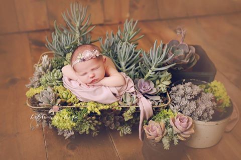 Succulent heaven :) Margo's mama brought the BEST succulent plants for our newborn session! 