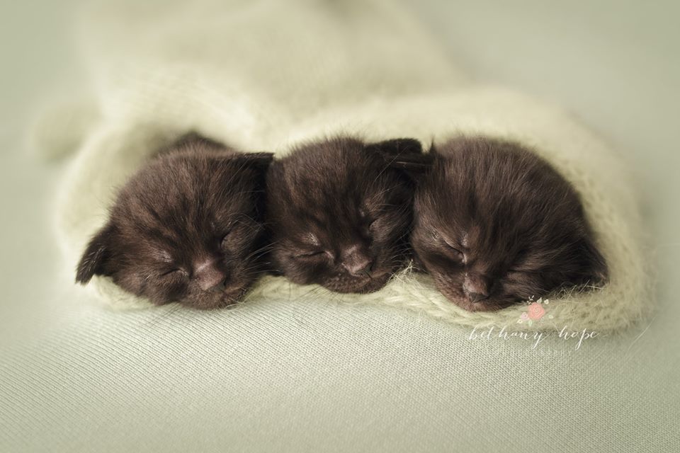 Just a little something to brighten up this gloomy day ;) I hyperventilated when I got to meet these TINY 2 week old kittens <3 <3 <3 