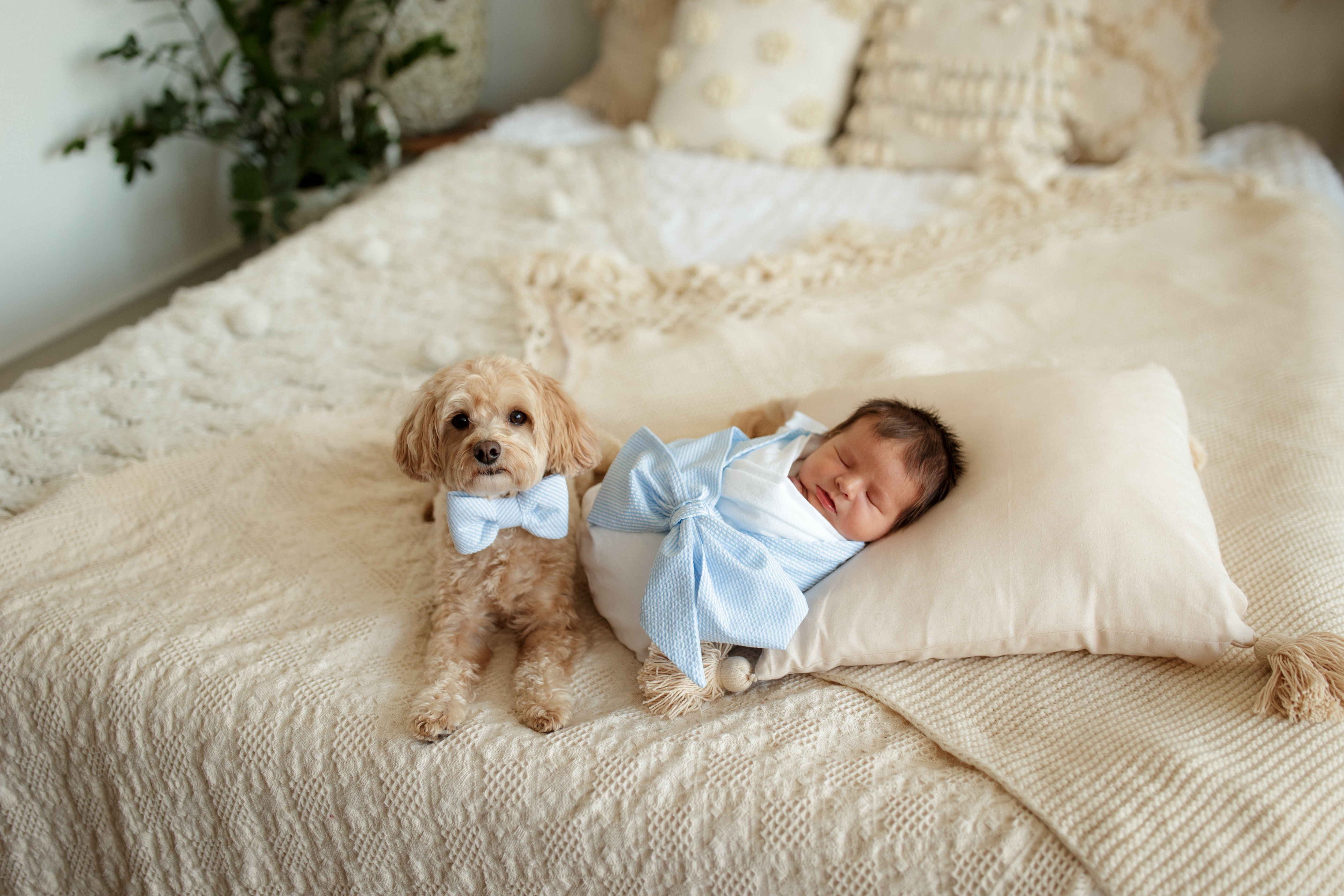 New baby and 2024 dog in bedroom