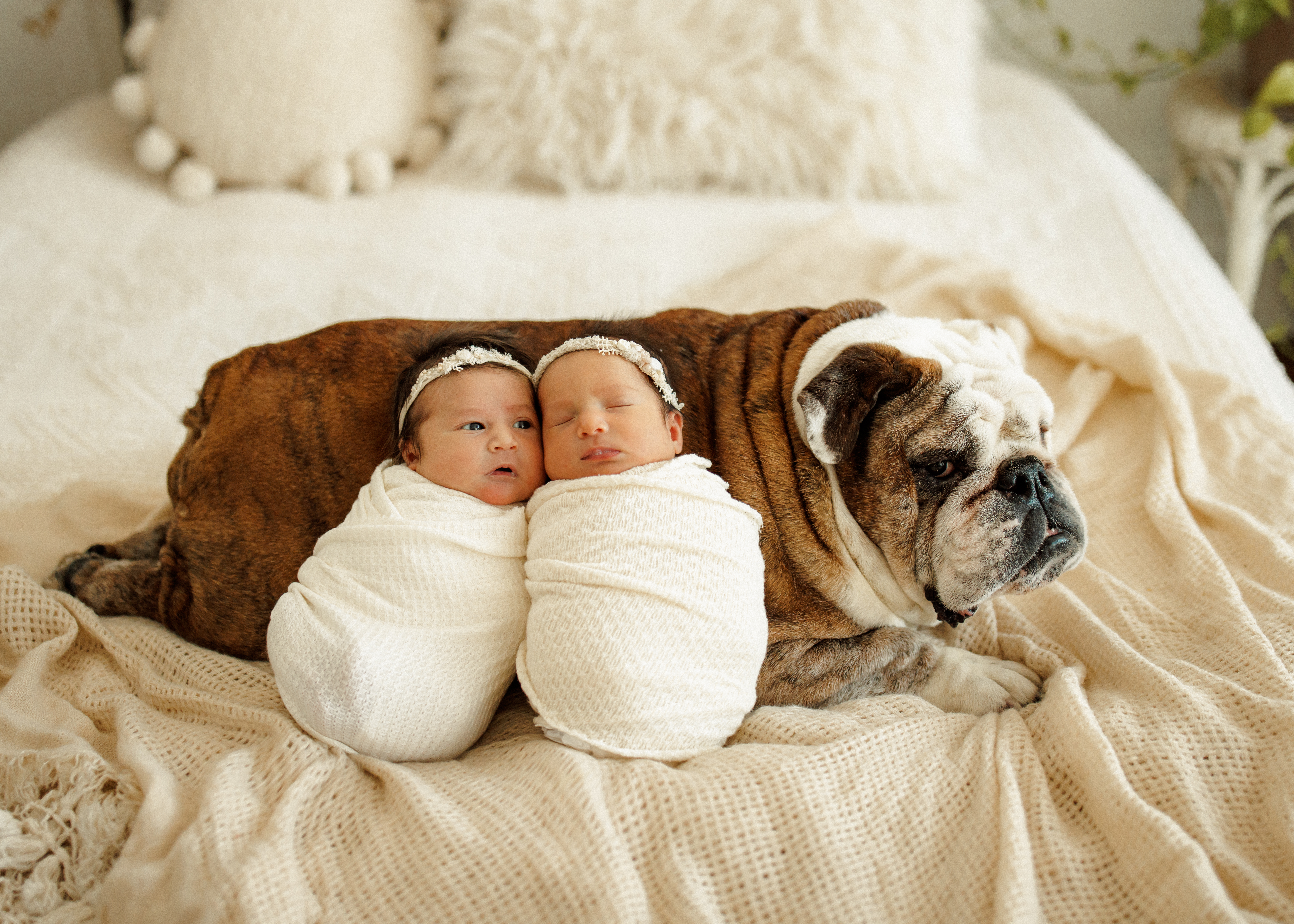 bulldog with twin babies