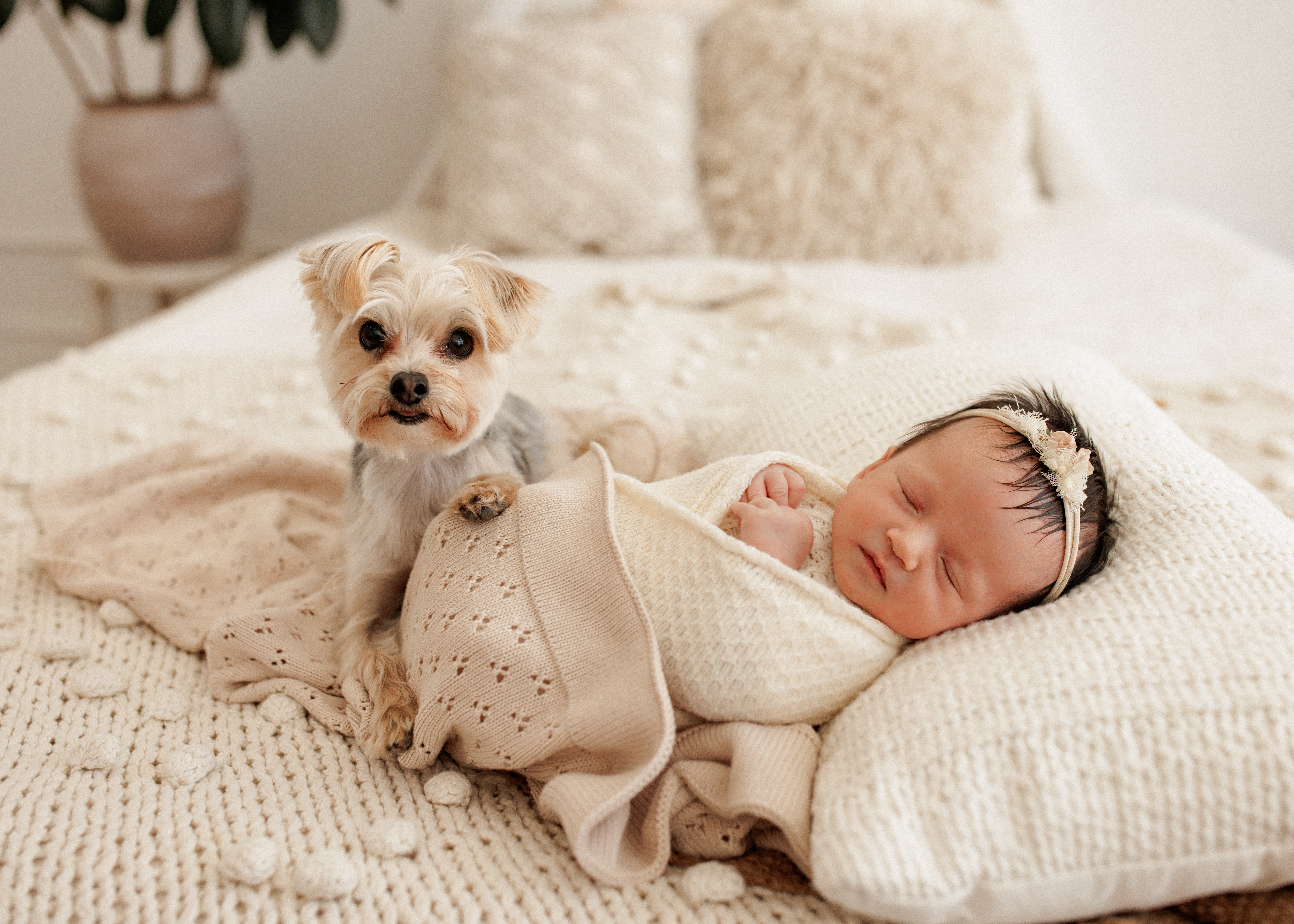 baby newborn photographer Chicago