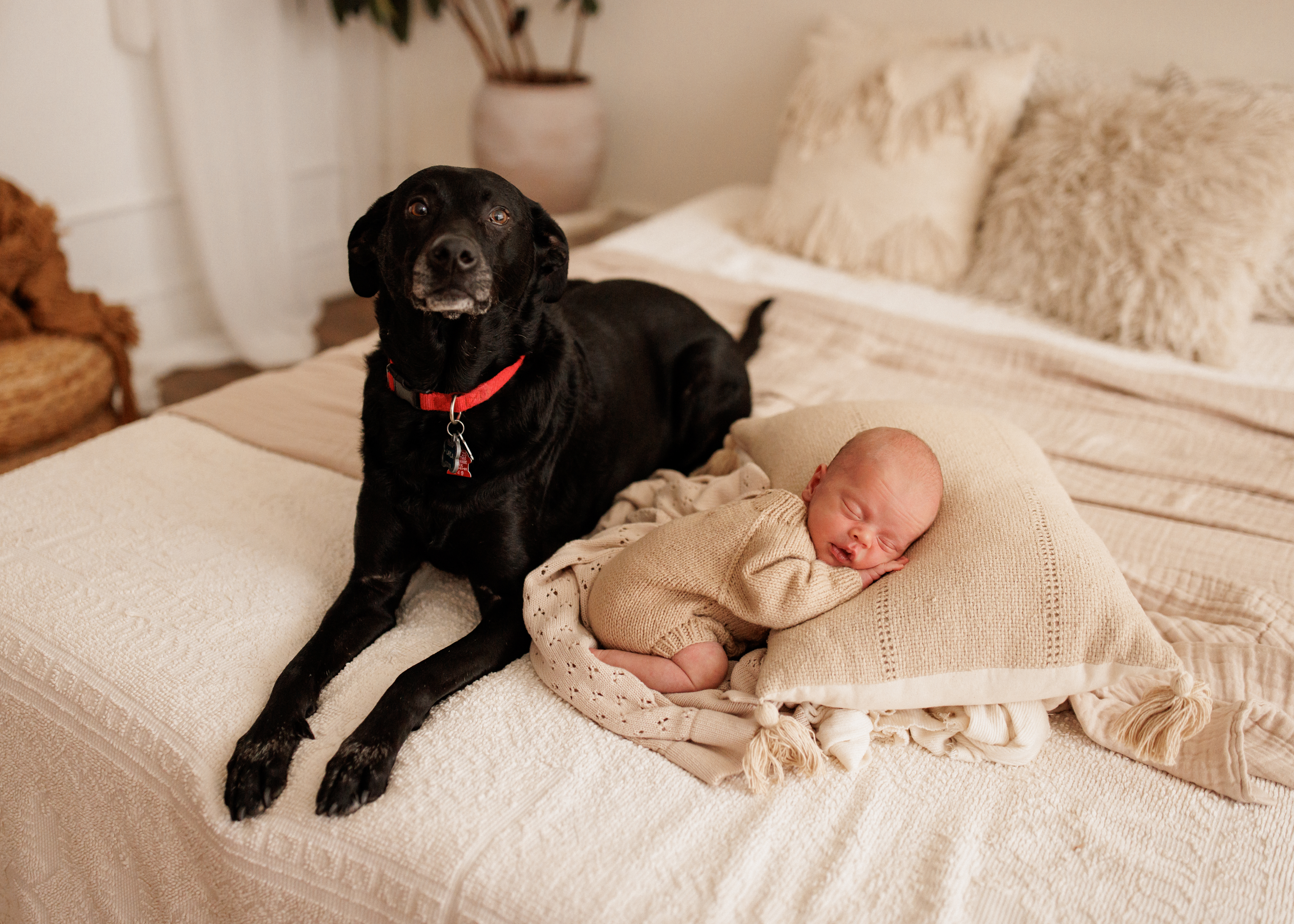 sweetest baby and dog photo 2025